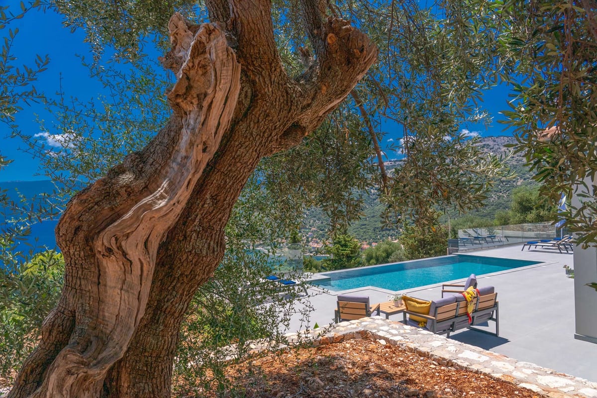 An ancient gnarled olive tree with a thick twisted trunk fills the left foreground. Beyond it, a rectangular infinity pool with a glass safety balustrade sits on a terrace with a modern grey-and-teak outdoor sofa set with yellow cushions. In the background, a hillside town and deep blue sea are visible. Mountain slopes covered in green vegetation rise beyond.